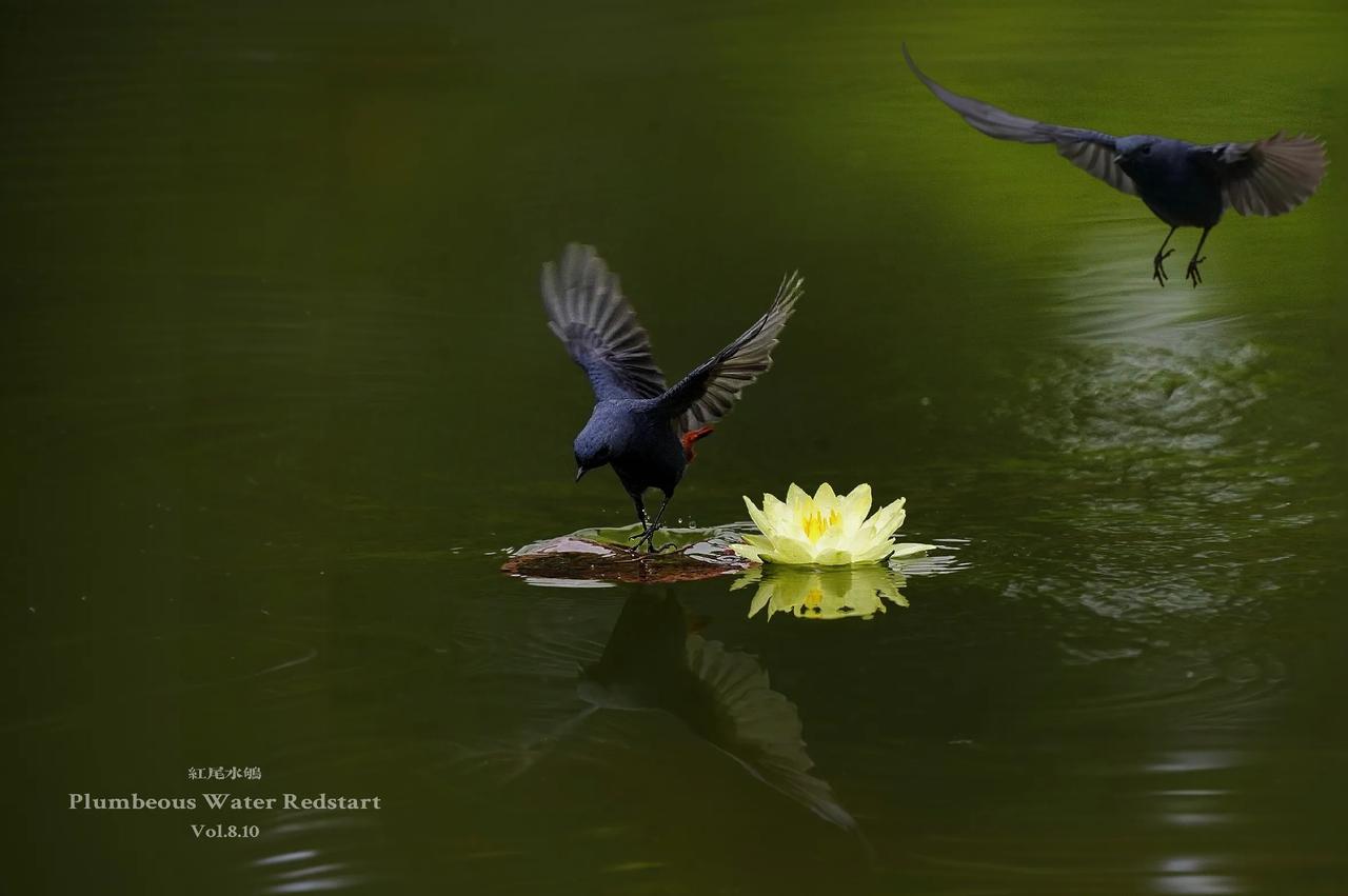 《莲池雀影共翩跹》
        该标题中的“莲池”点明场景，营造出清雅静谧的