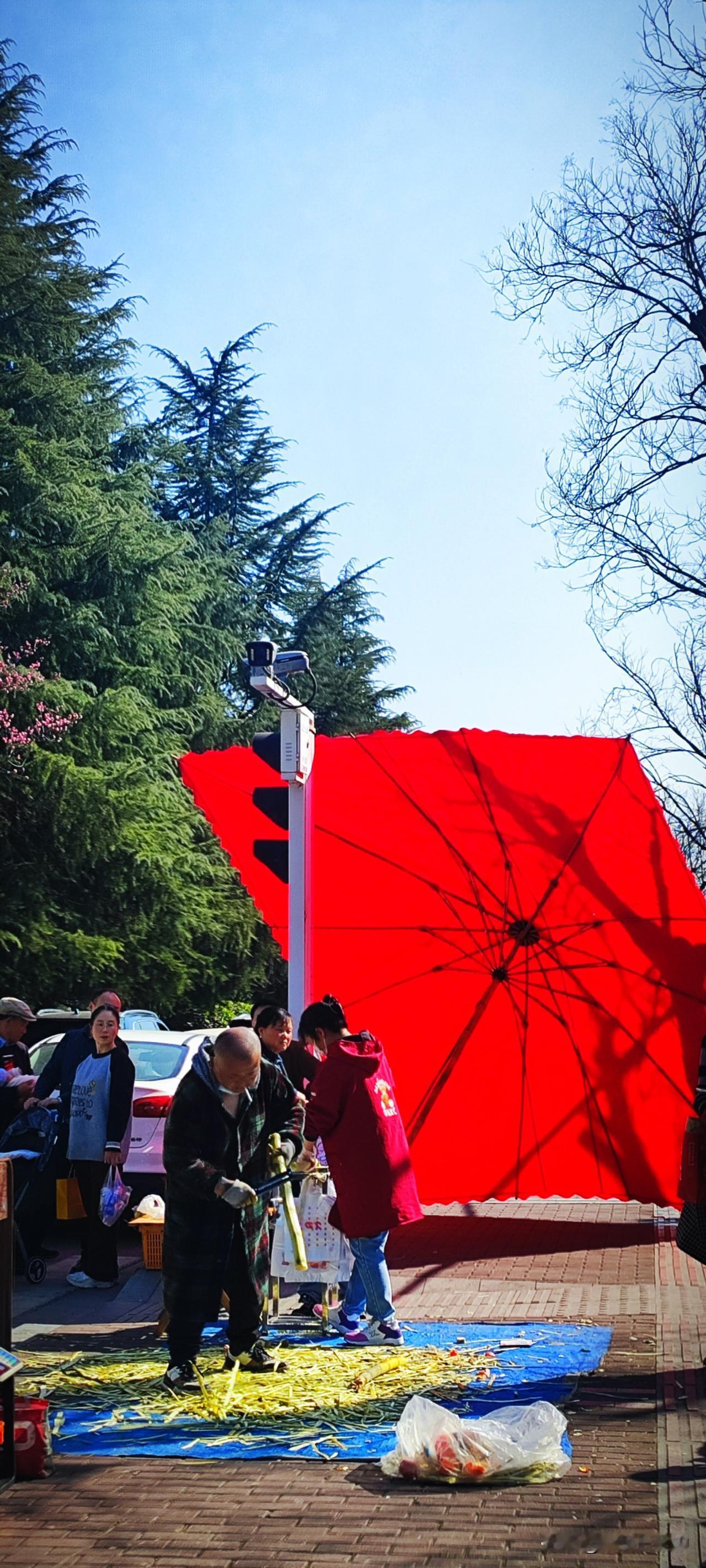 一张照片记录街头的年味春天，是一个动词。春天，先敲醒了路边的梅花，将人间染尽绯红