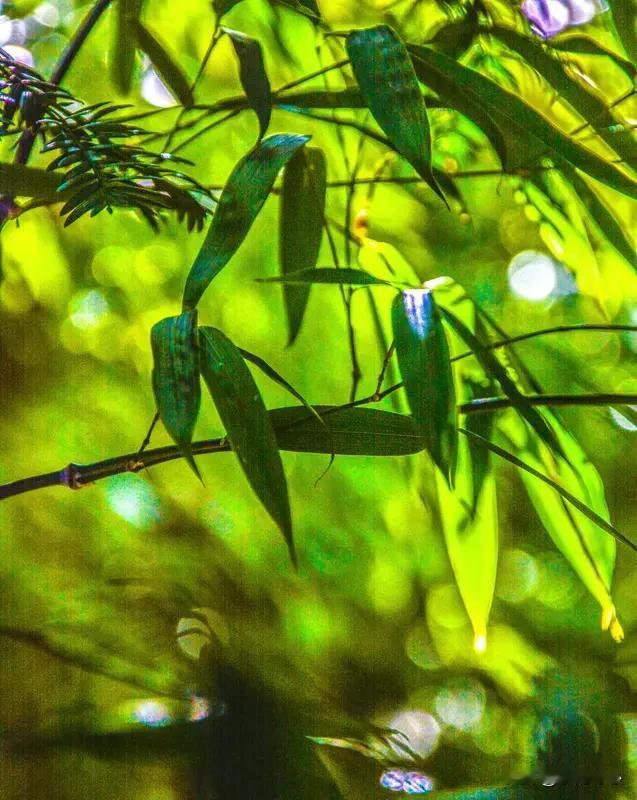 这两句诗描绘了两幅交融的自然雅景：清风吹过竹林，枝叶轻摇，飒飒声如流动的韵律，唤