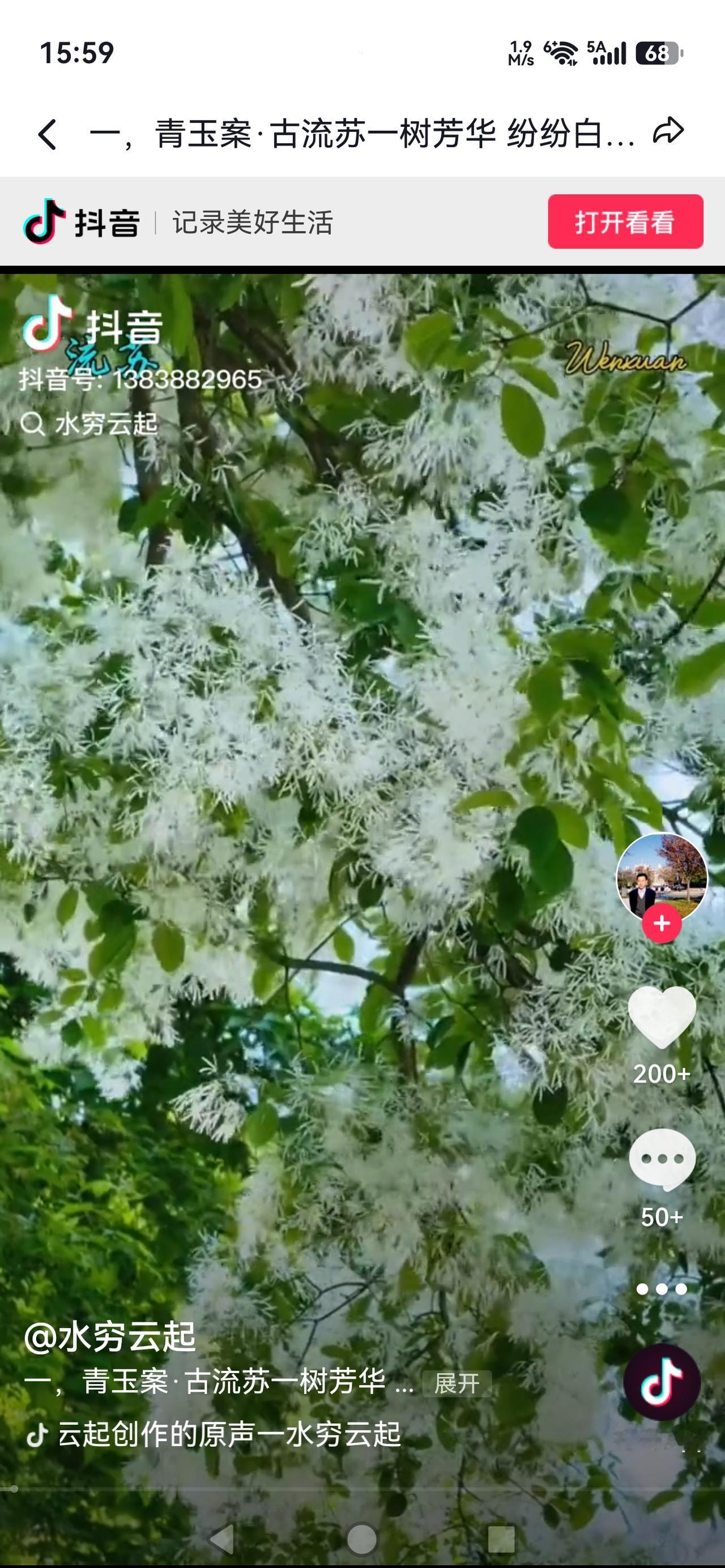 《武汉限定！200岁流苏树“四月飘雪”，一年仅开10天，错过再等一年》

武汉黄