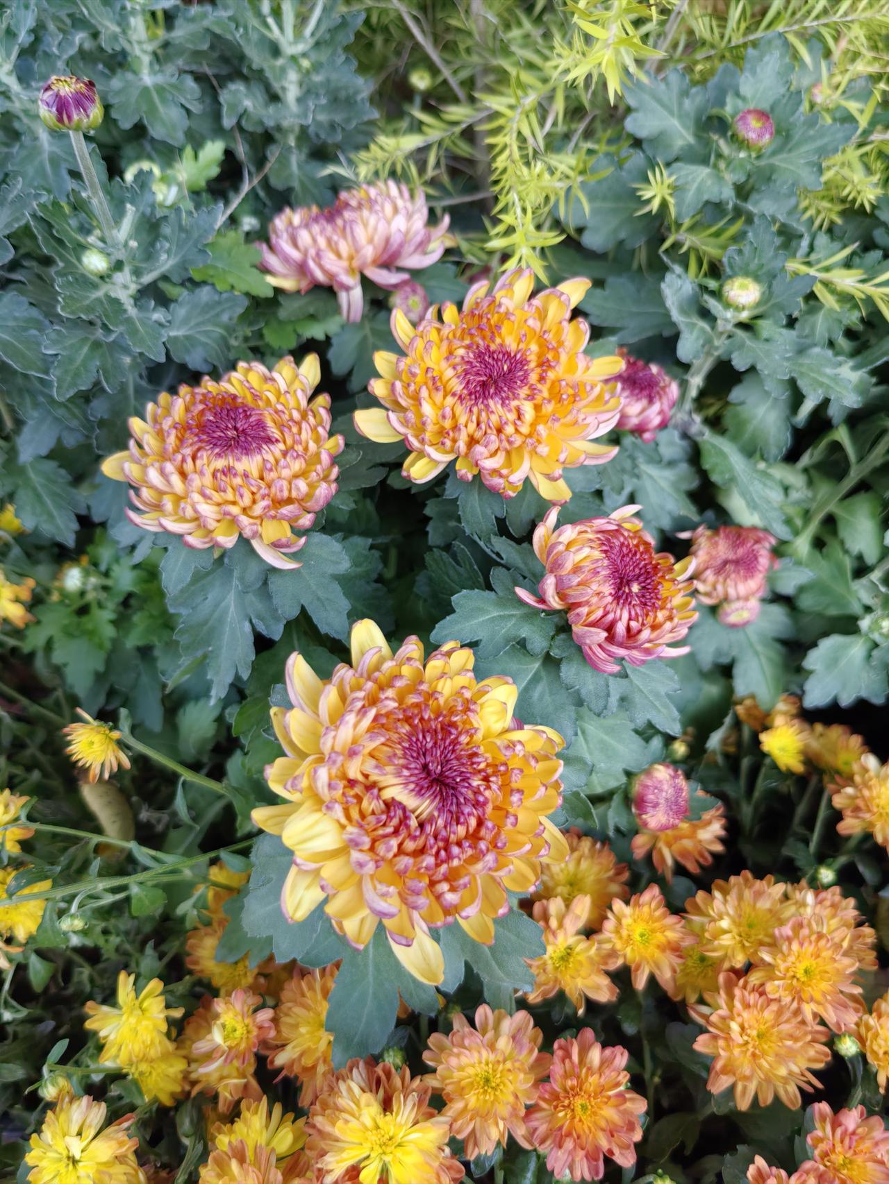 珍惜当下 成长为王周期为辅

市场现在的动荡，就是一种切换。

酝酿新轮动机会的