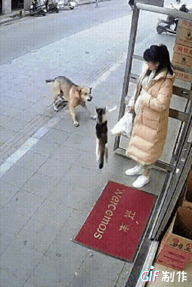 年度暖心名场面！恶犬扑向孕妇，一只猫挺身而出

​​刚刷到的视频看得人手心冒汗！