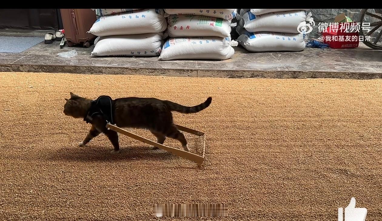小猫今年明显有班味了略显疲惫感，主要是劳累之后速度都会慢，一开始的兴致冲冲，生机