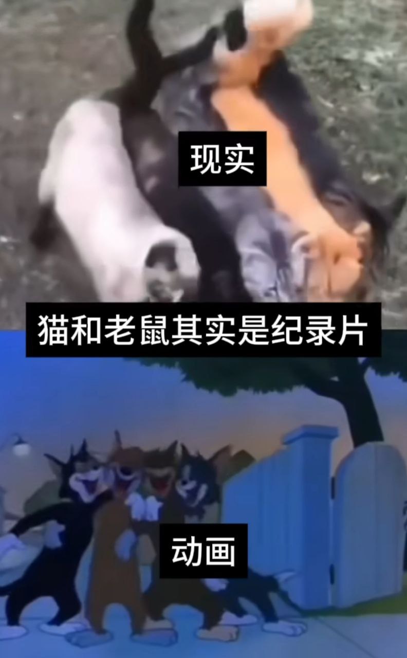 猫和老鼠真是纪录片 