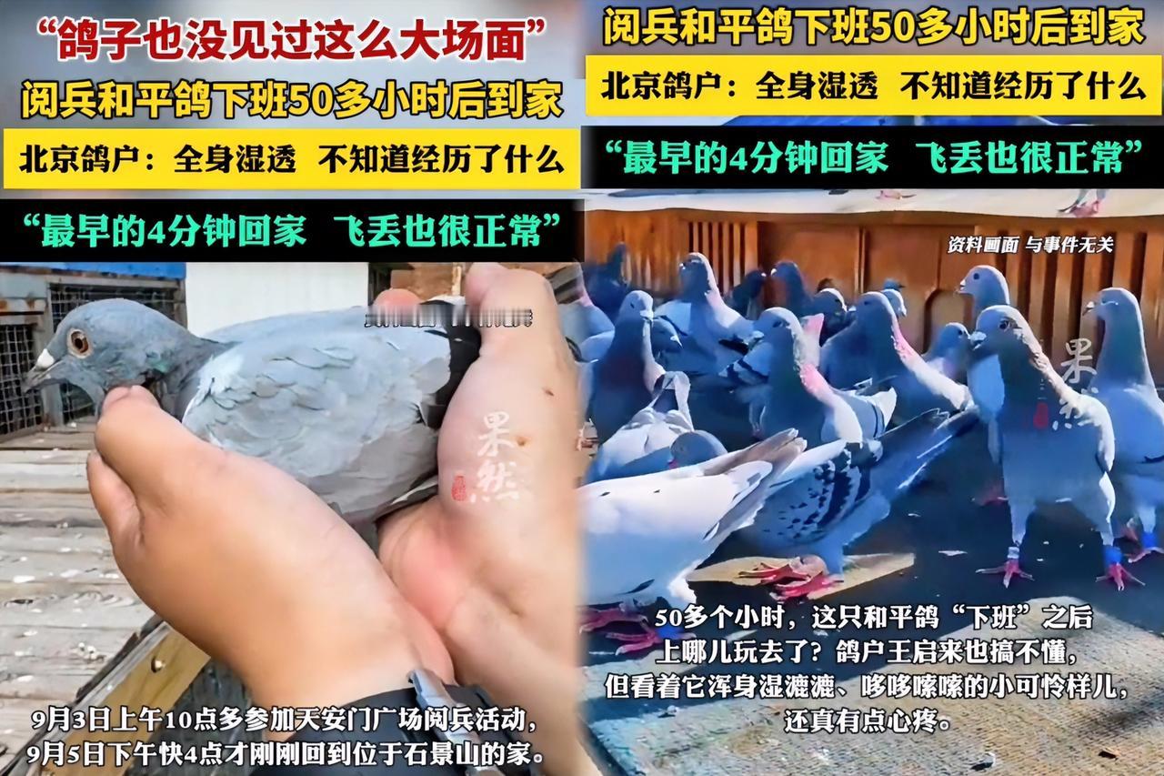 北京这只“磨叽鸽”可出名了！20公里的路，别家鸽子半小时到，它愣是飞了50多小时