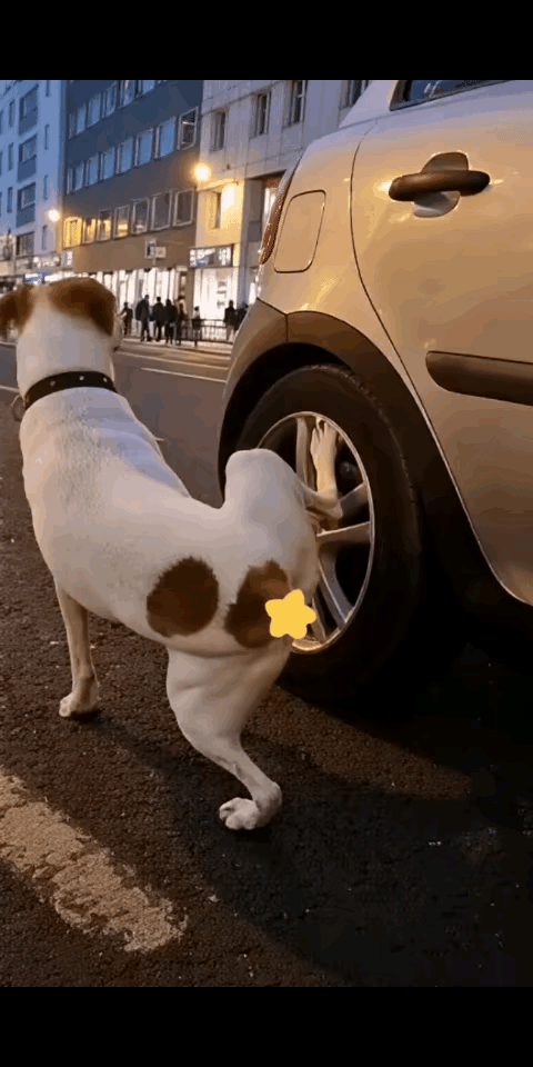 看看你掐的这个点，以后还让我怎么从狗界混。
小黄怎么看我……
小花怎么看我……