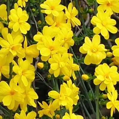1000种植文案 迎春花的种植方法一、土壤迎春花对土壤的要求不是很高，选择轻壤土