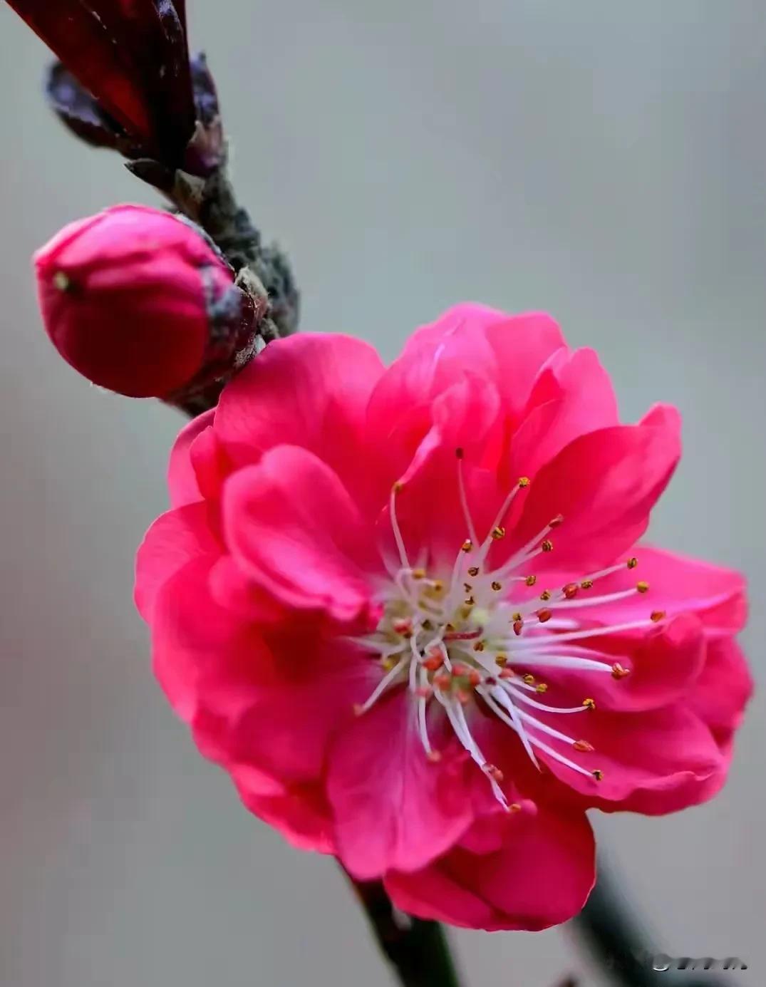 桃花依旧笑春风，人间春色醉芳菲星奔川骛，岁聿云暮。韶华如驶，我心如故。