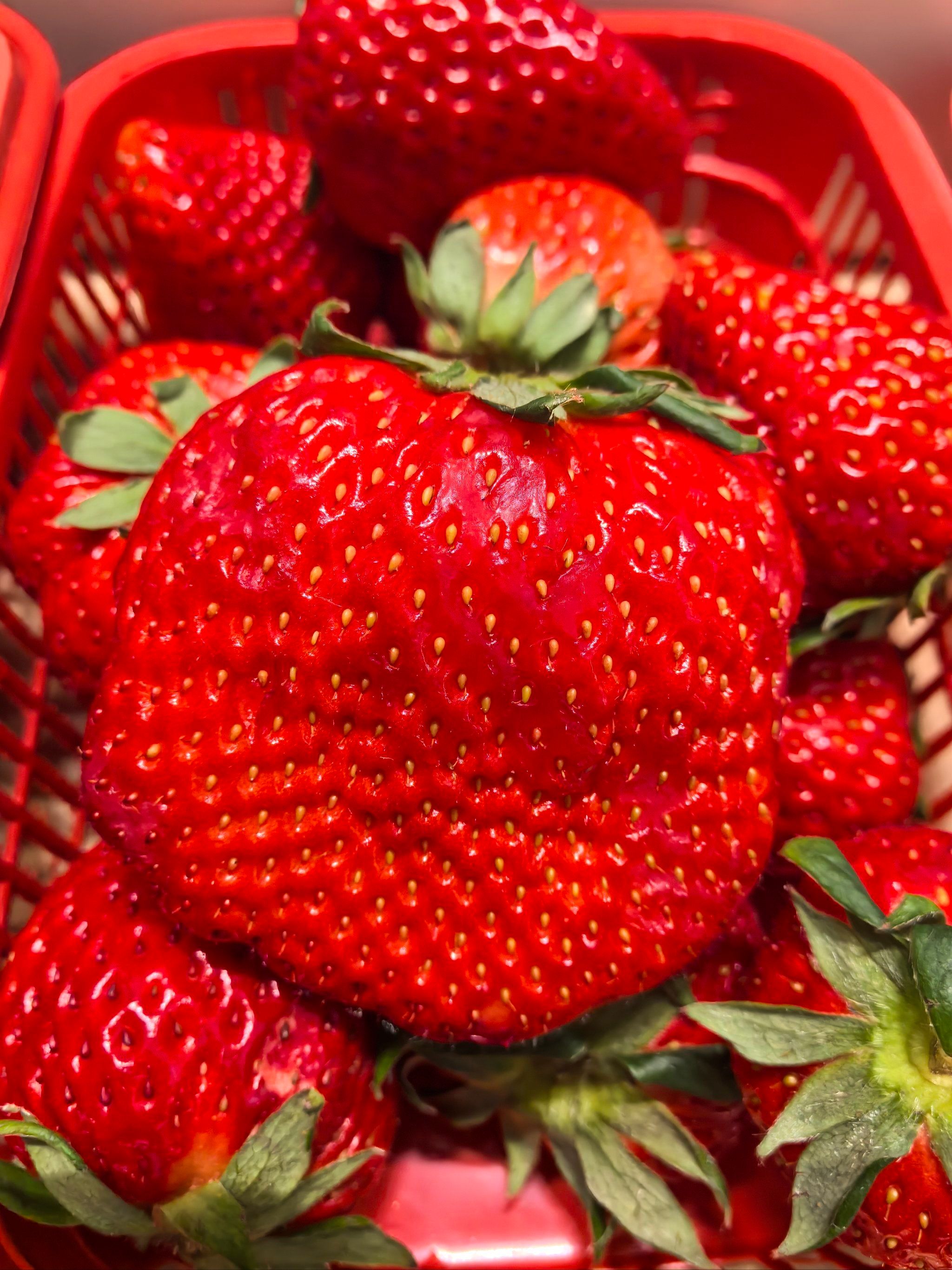 今年的草莓应该是过年时大家吃的热门水果啦，而且现在草莓在国内各个地方顺丰快递都比