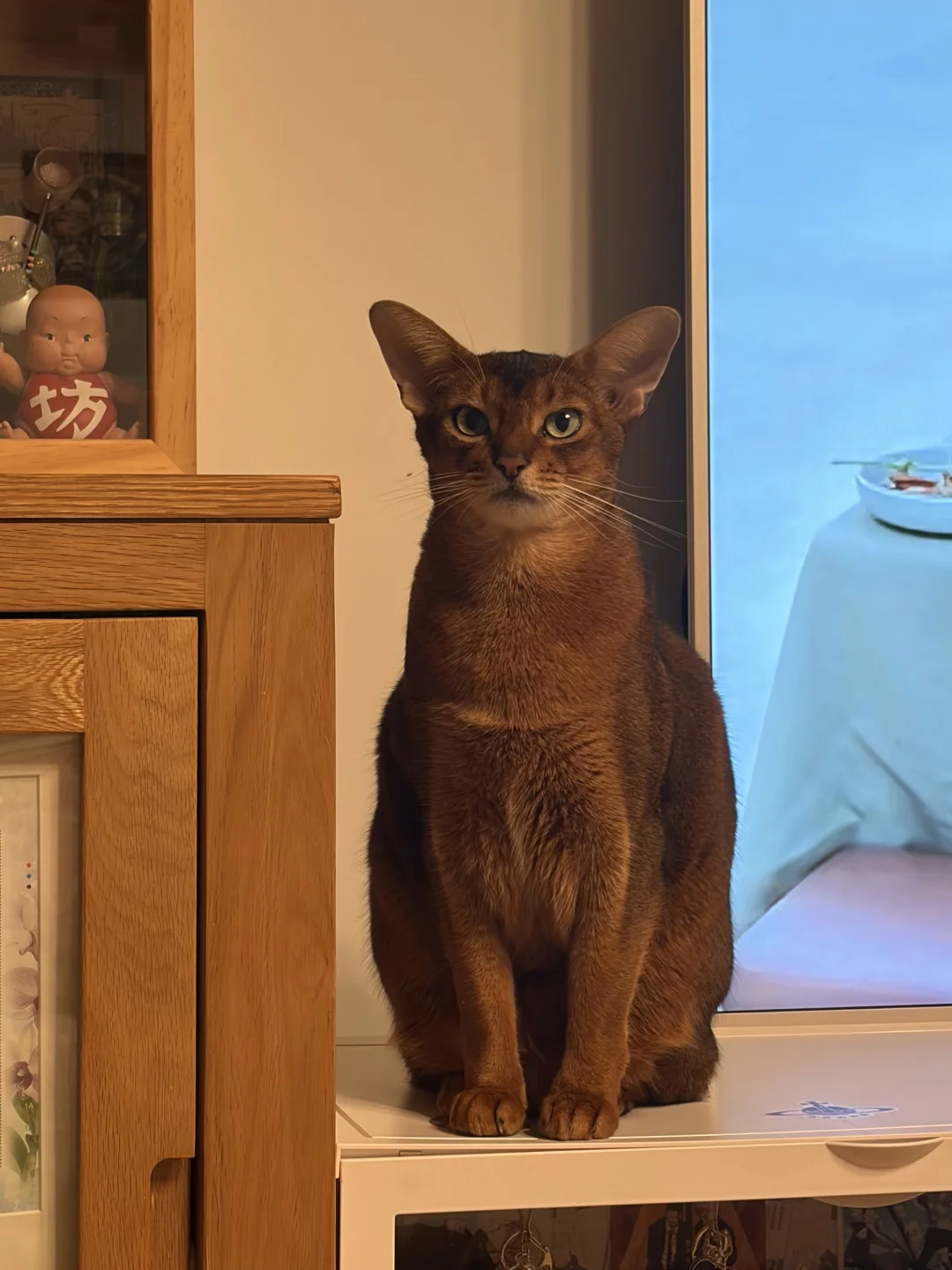 咪看起来老实巴交的