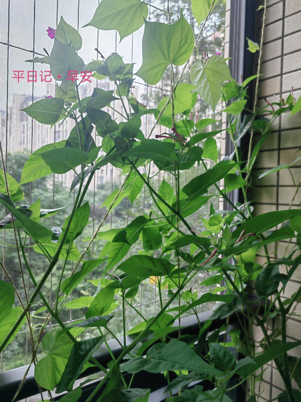 平日记•早安

想要向上生长，必先向下扎根。

进步从来不是一蹴而就，而是厚积薄