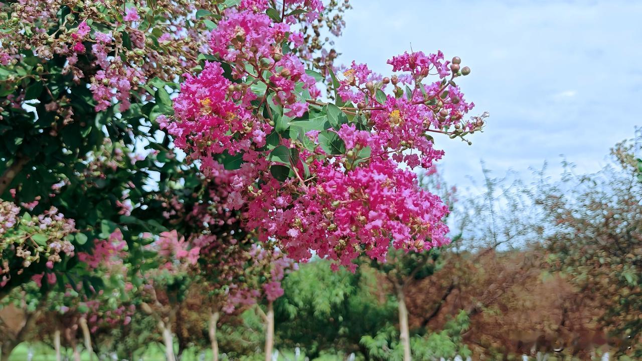 峰山森林公园里随手拍下的红色紫薇花