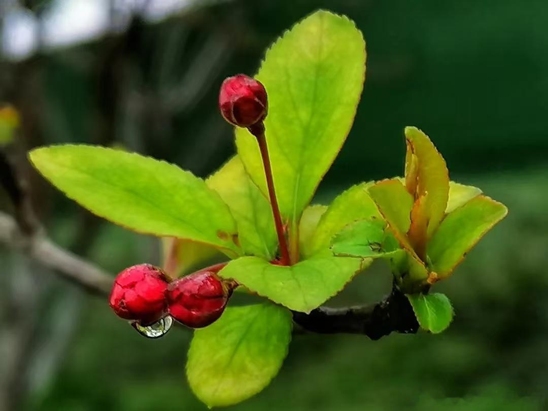 待到山花烂漫时，欢迎再来沂水，山花烂漫时 山东沂水必须去[心]，那里有我的好兄弟