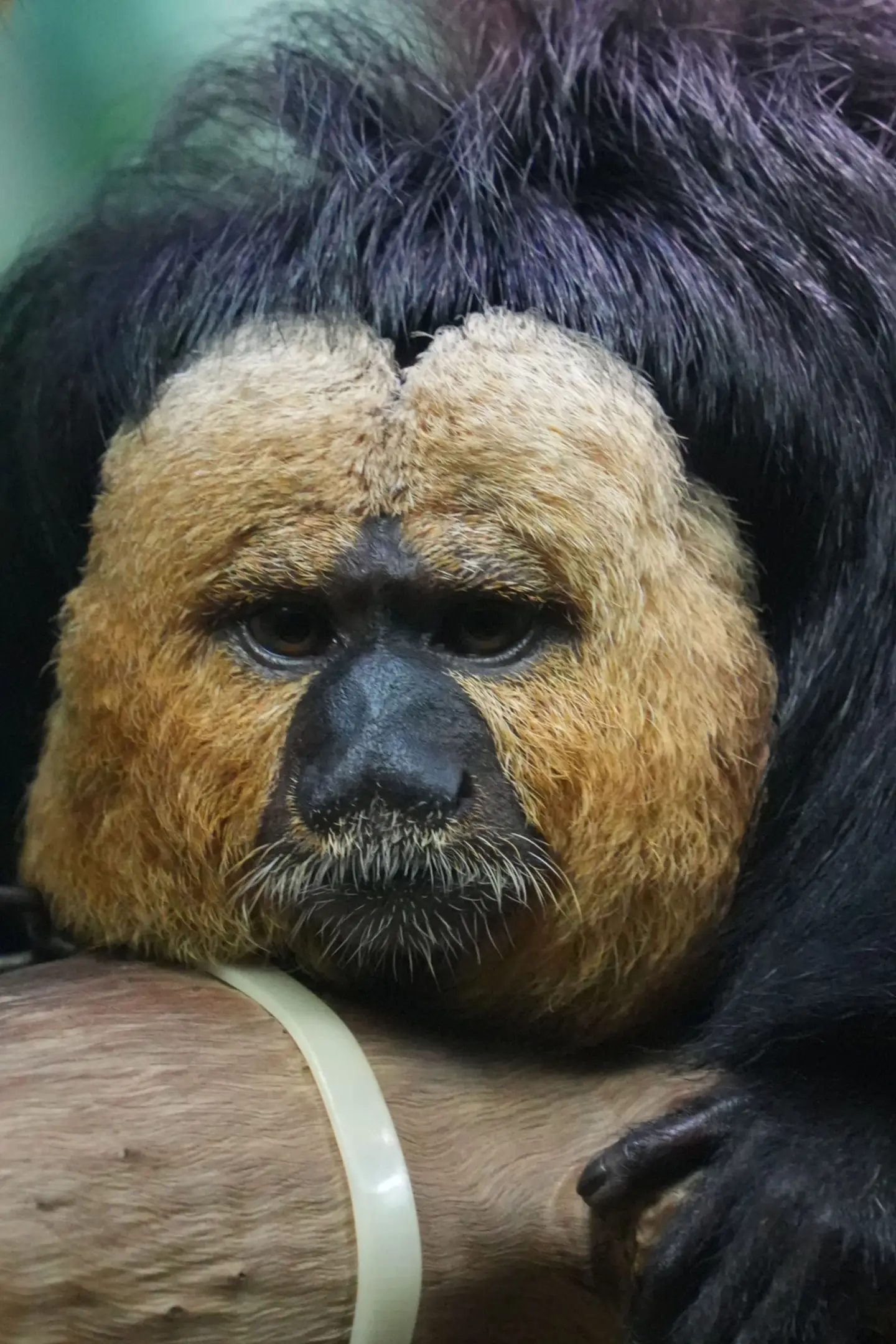 🐵：班这玩意，就连马骝也不想上。