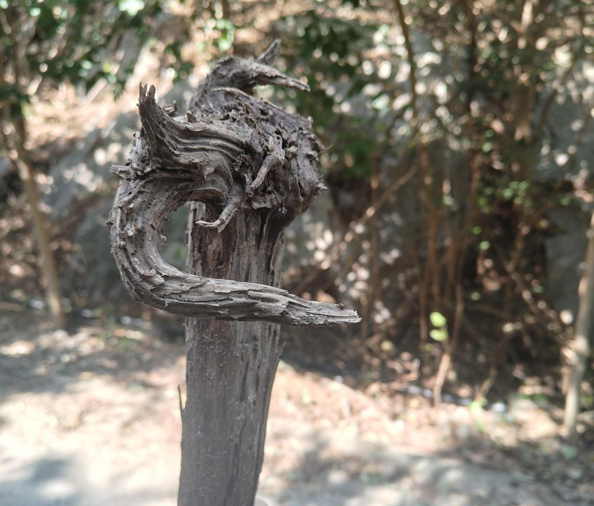 爬山捡到根破木棍，大爷非说那是秦始皇拄过的，我差点就信了自己能横着走。当时握着那