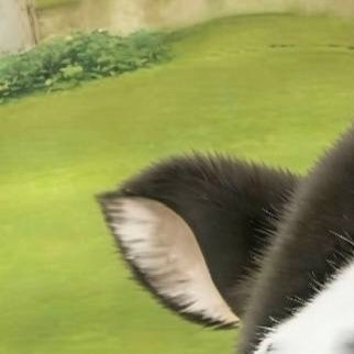 笑得我 牛牛你是真的火了 都有真人仿妆了 哈哈哈哈哈哈哈哈 