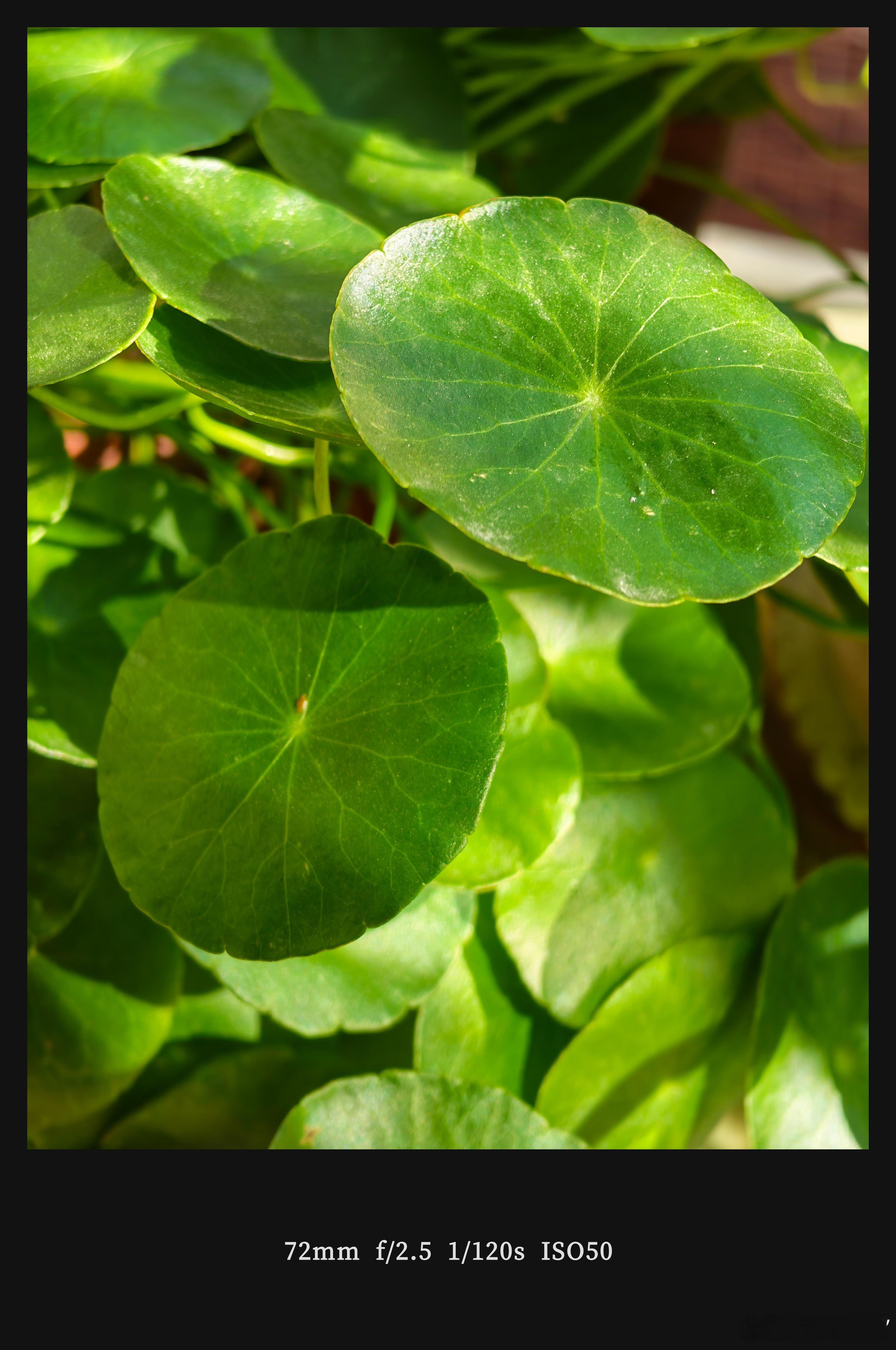 荣耀MagicOS10.0系统新增AI追色功能，当你拍摄一张照片之后，你想要生成