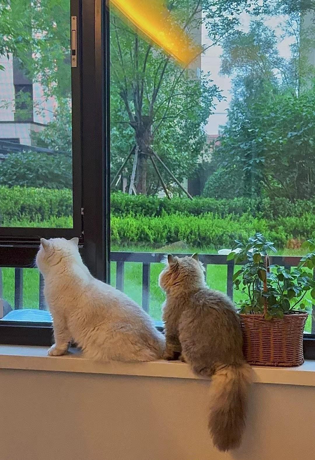 贵贵~还是那个贵贵~#银点##英国短毛猫##辣椒家新家回访# ​​​