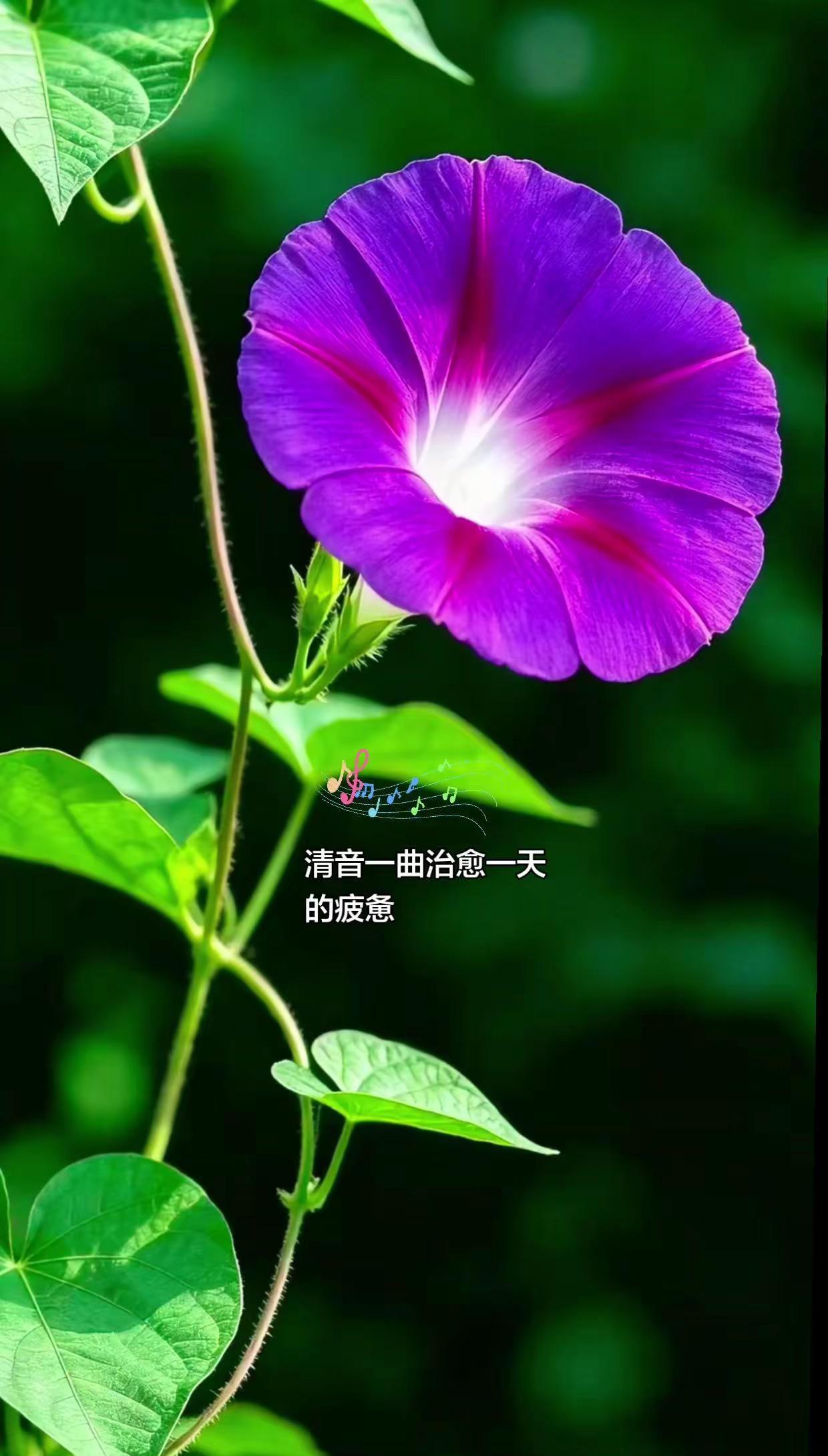 音乐是治愈生活疲惫的良药，累了烦了疲惫了就来听一首轻音乐，治愈一下心情，赏花🌸