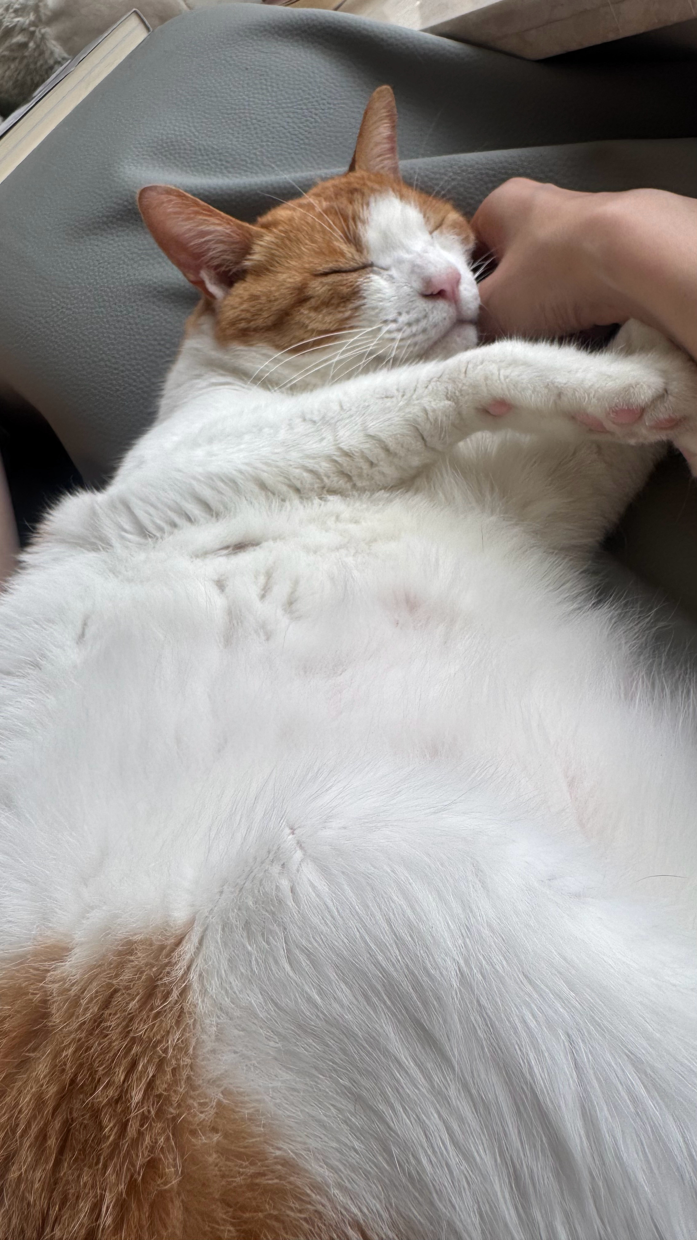 呼呼大睡了