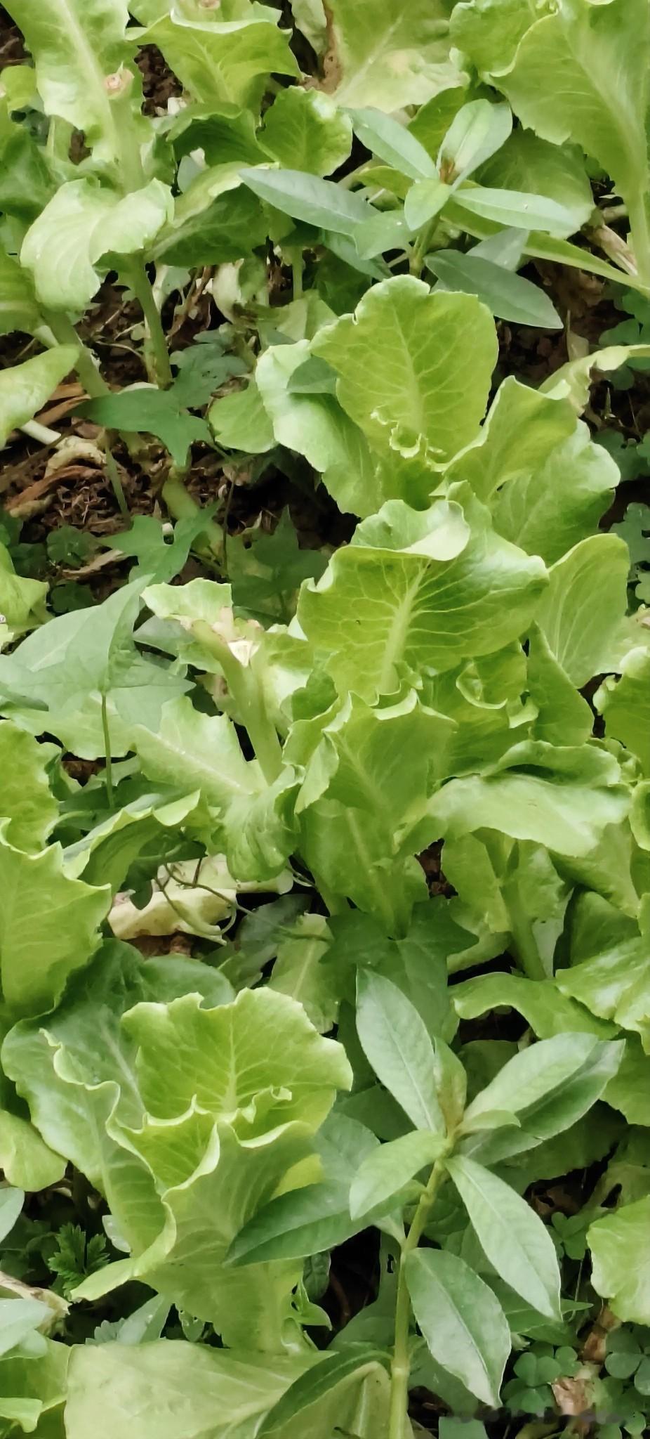 自家小菜园的油麦菜
 
自家菜园种的油麦菜长得可旺了，绿油油一大片看着就舒心。叶