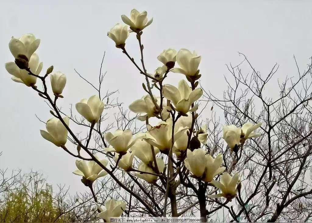 天净沙·桃花
仙葩飘落春风，
繁红笑满枝丛，
溪绕芳流向东。
独行寻艳，
绿涧一