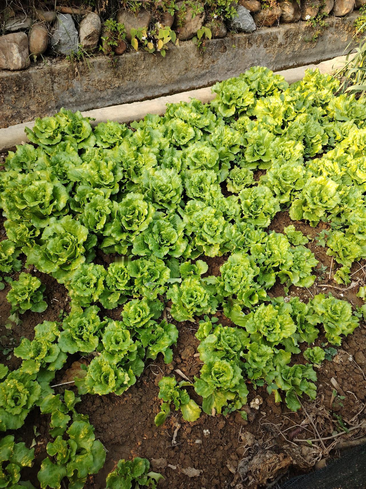 新鲜生菜田，绿色生机盎然，健康自然生长！🌱🥗
看到新鲜生菜田那绿色盎然的景象
