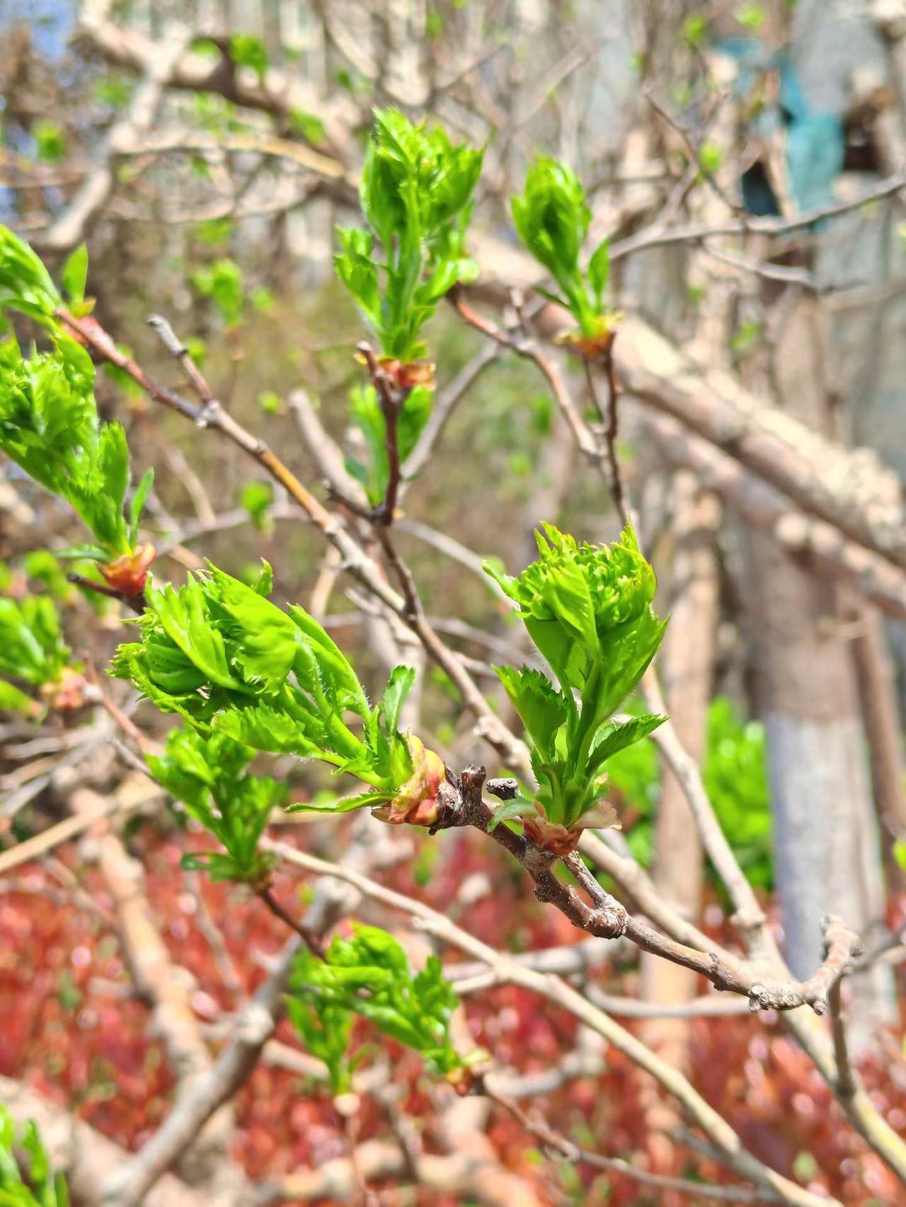 鸣沙山，月牙泉~敦煌演唱会~ 演出现场拍摄 民族特色民族文化展演自然风景我拍过的