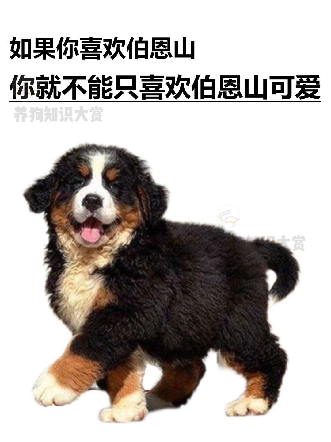 请不要跟风养伯恩山🙅‍♀️