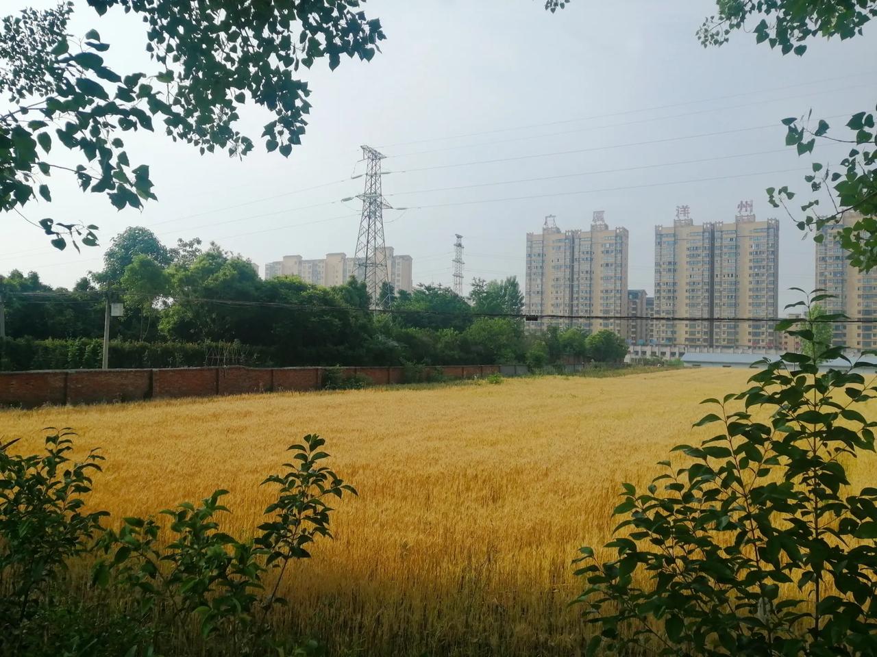 时光过得真快。昨日尚是春风乍起，枝上桃红柳绿，不知不觉间，却已是绿肥红瘦。
时令