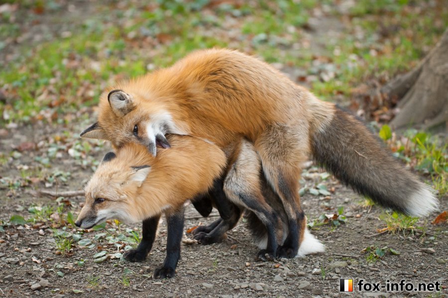 狐狸[超话] ＼咚咚锵咚咚！！／还同时咬咬©️fox_info_net ​​​