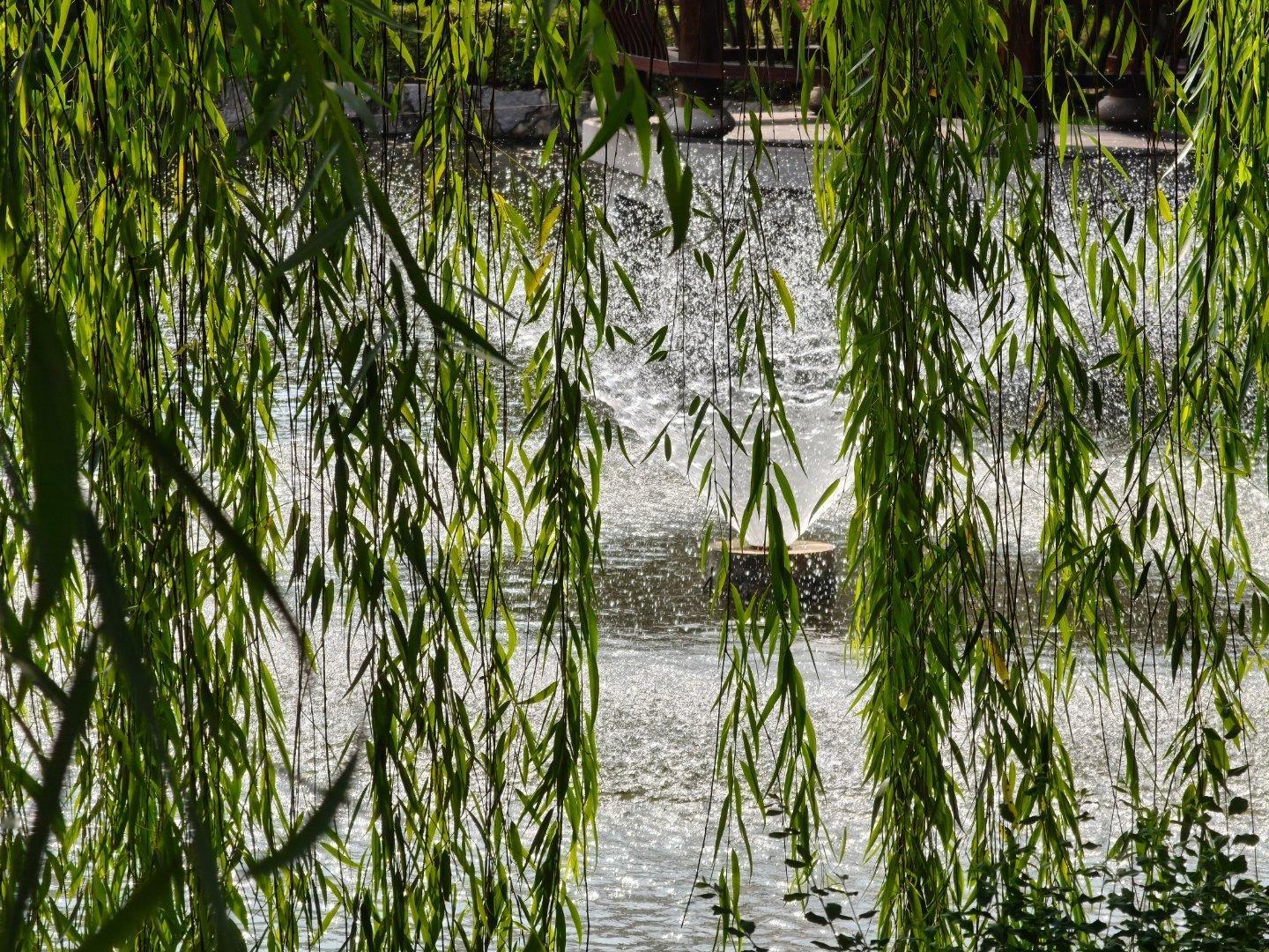 在这个酷暑的夏天，看到了青青杨柳和雨雾，心中顿感清爽每天早起打卡 ​​​