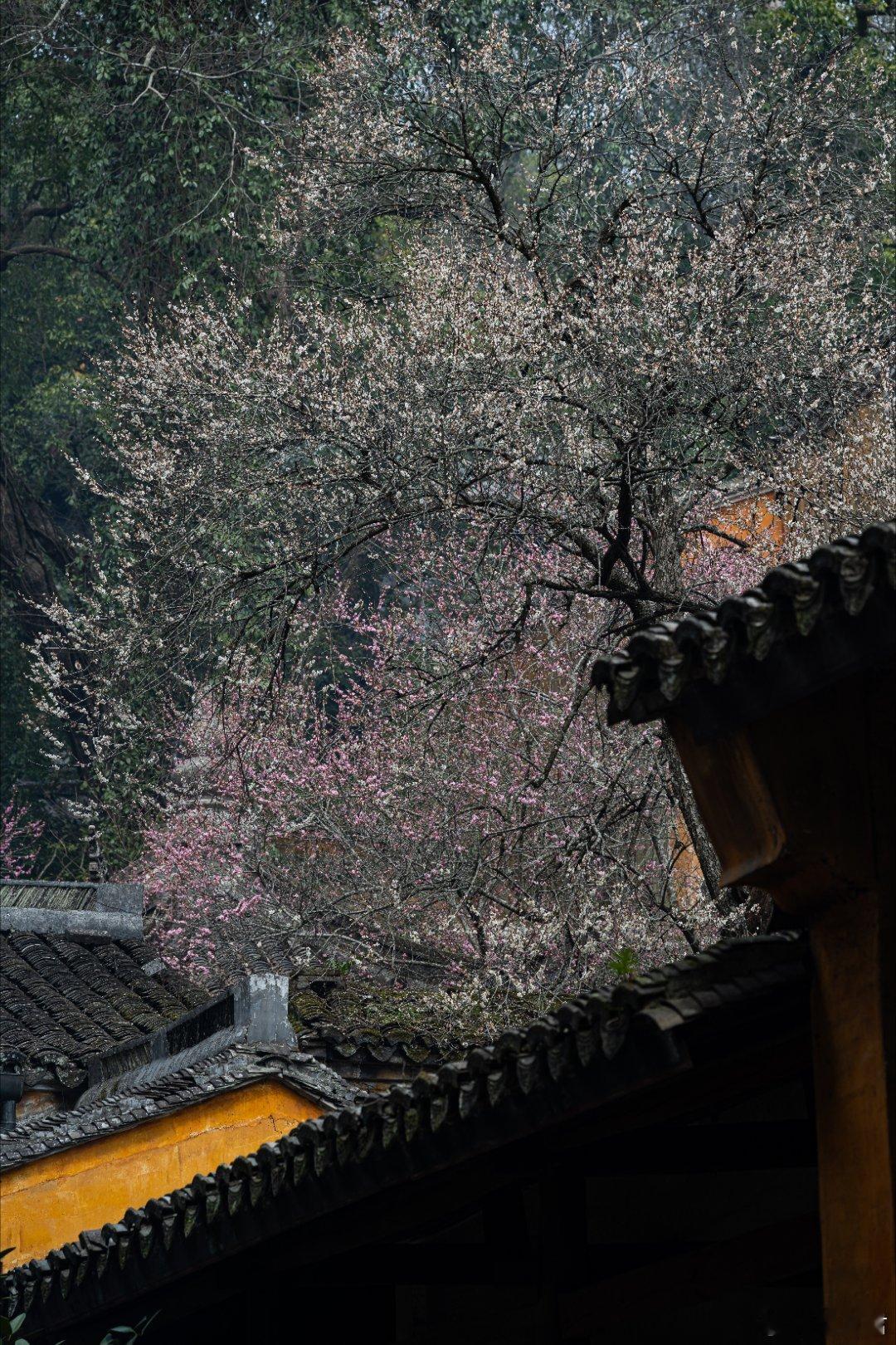 天台山国清寺的梅花 