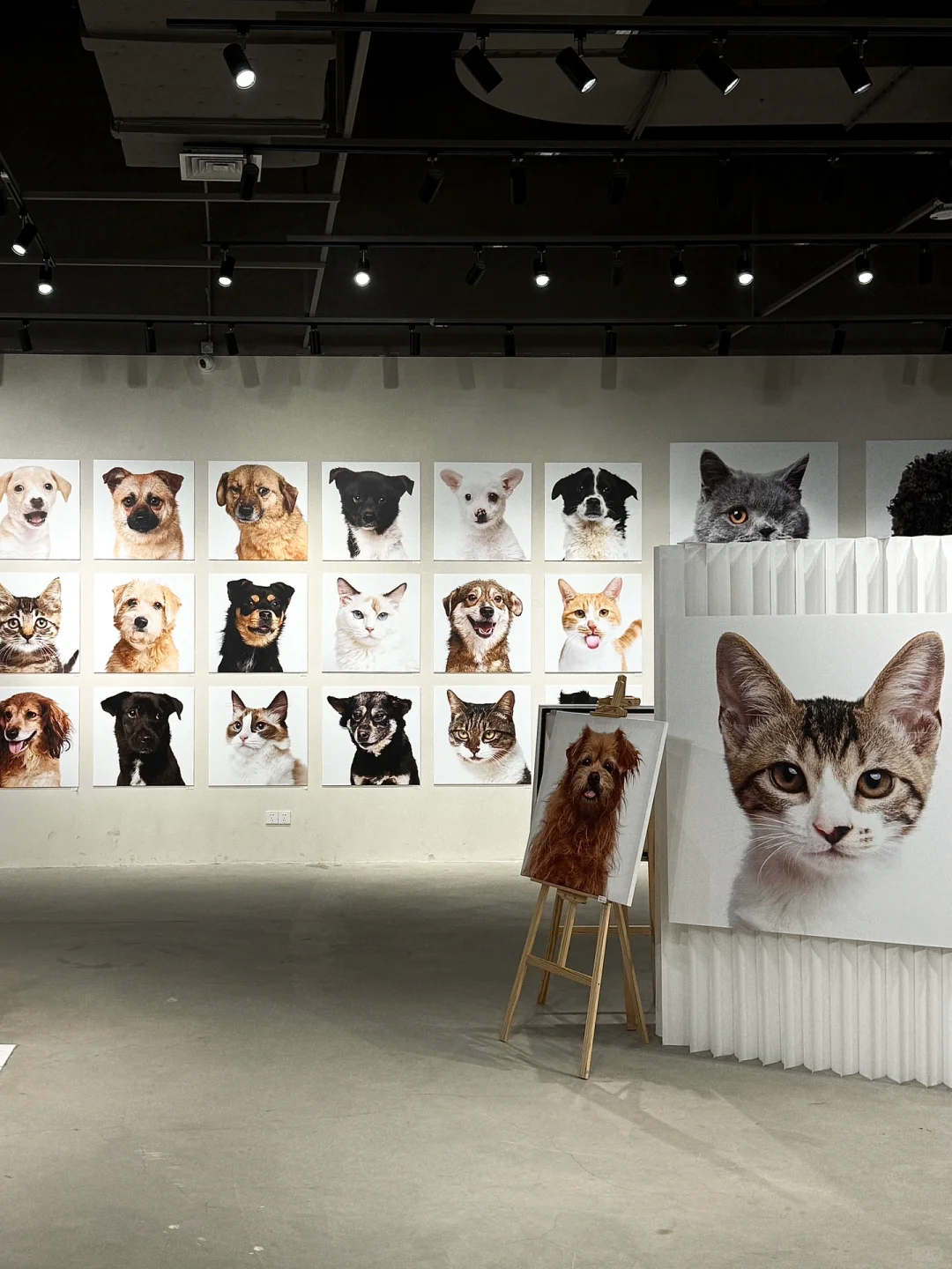 上海超有爱❤️‍🩹为流浪猫猫狗狗办的治愈展