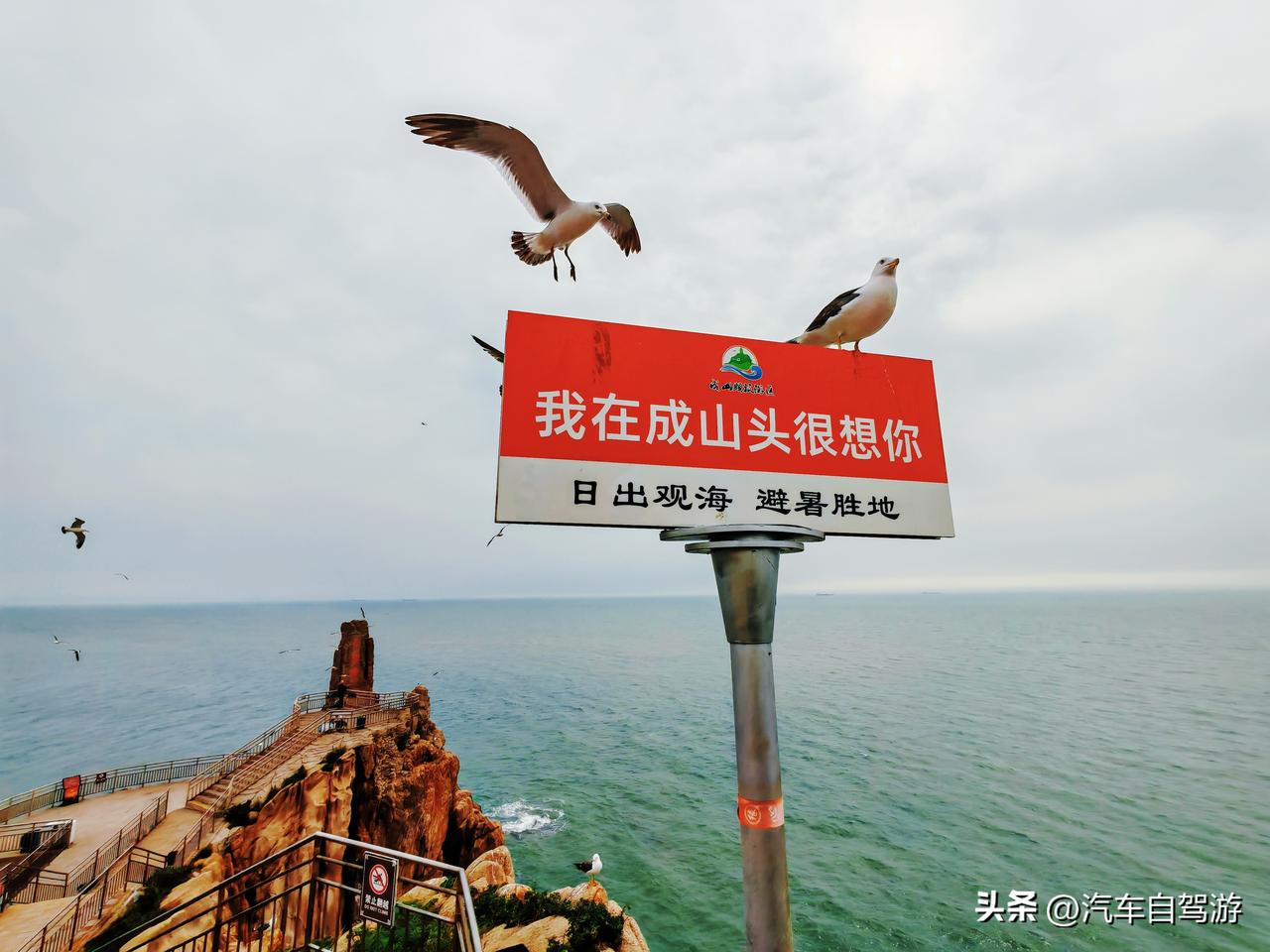 荣成北部海岸山海相依、动静兼具，是胶东滨海风光的浓缩代表。
🔸游客投喂、家园安