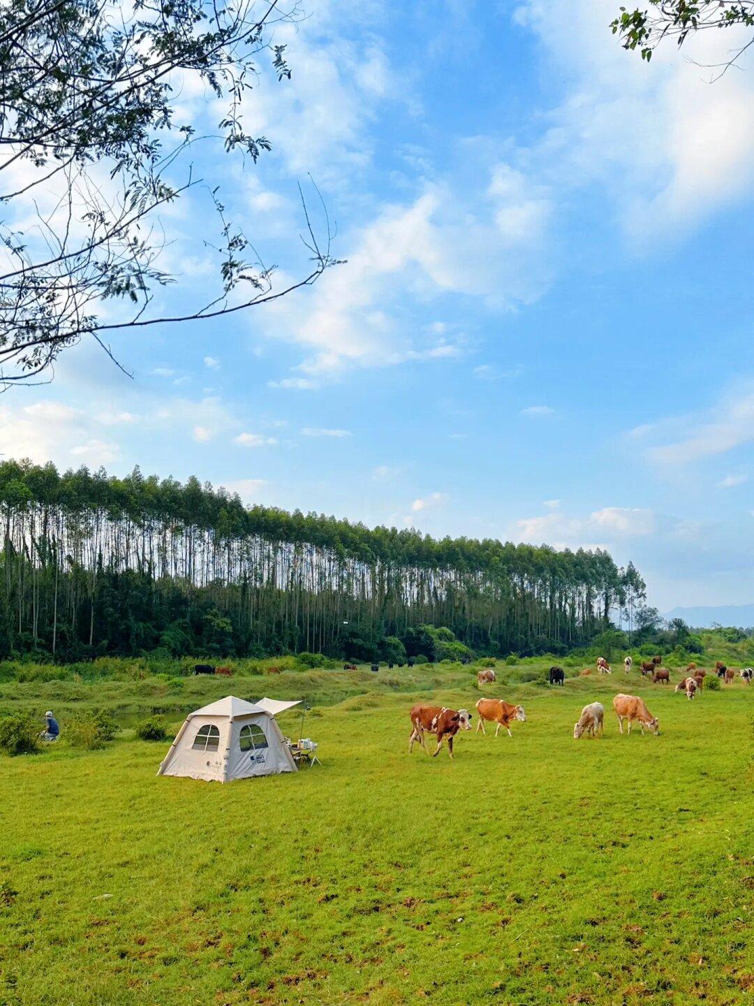 深圳2h小新疆🌿这里露营我给满分💯爆多鱼🐟