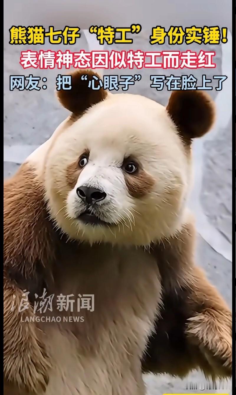 熊猫七仔这“特工脸”，把“心眼子”焊在脸上了吧！
 
谁能拒绝这只自带“大佬气场