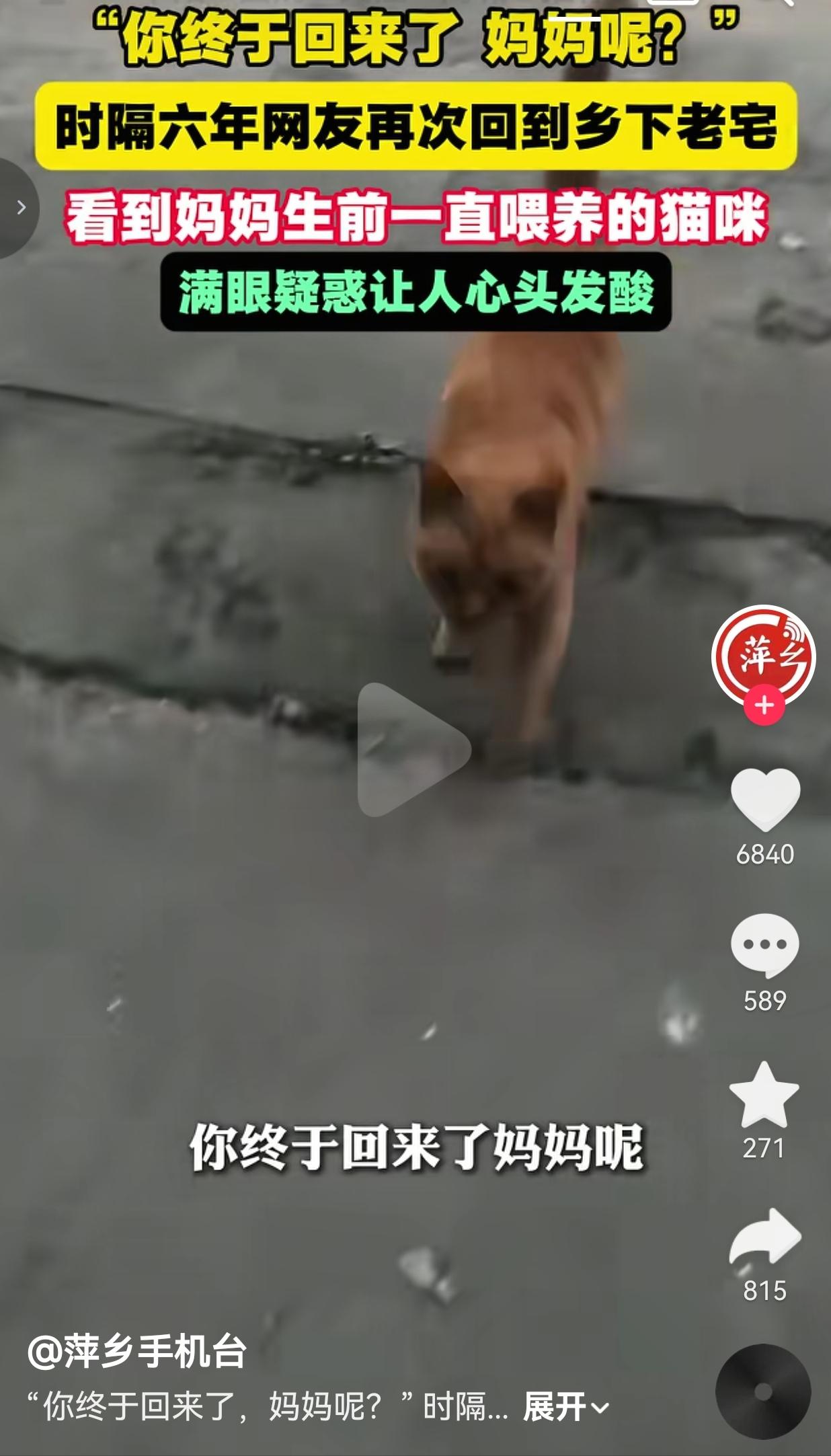 时隔六年重回乡下老宅，妈妈生前养的橘猫一眼认出我，满眼茫然当场把人看哭
 
推开