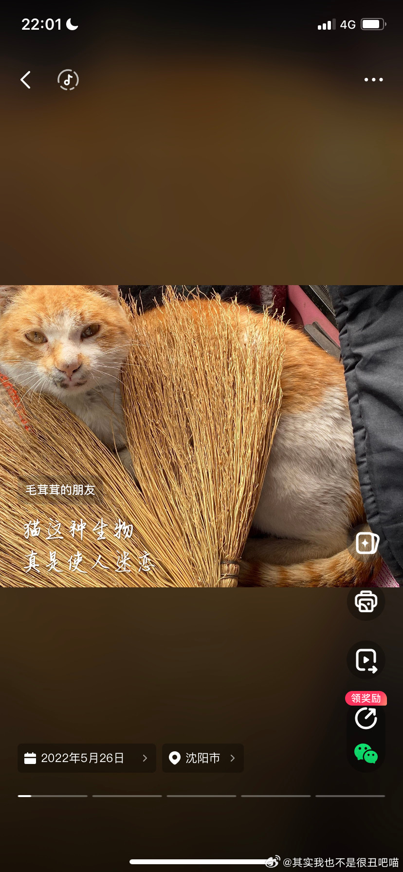 49856【丑猫】奶家以前养的猫 