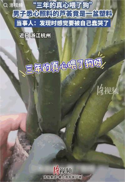 笑死了！浙江杭州，一男子养了一盒芦荟浇水时发现花盆坏了，就想着换一个，不料，把芦