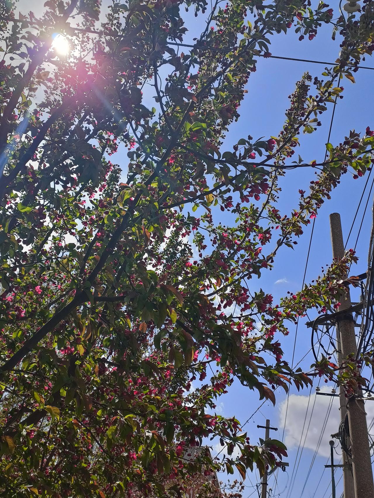 晒图笔记大赛各种树花多么漂亮啊，春天真美