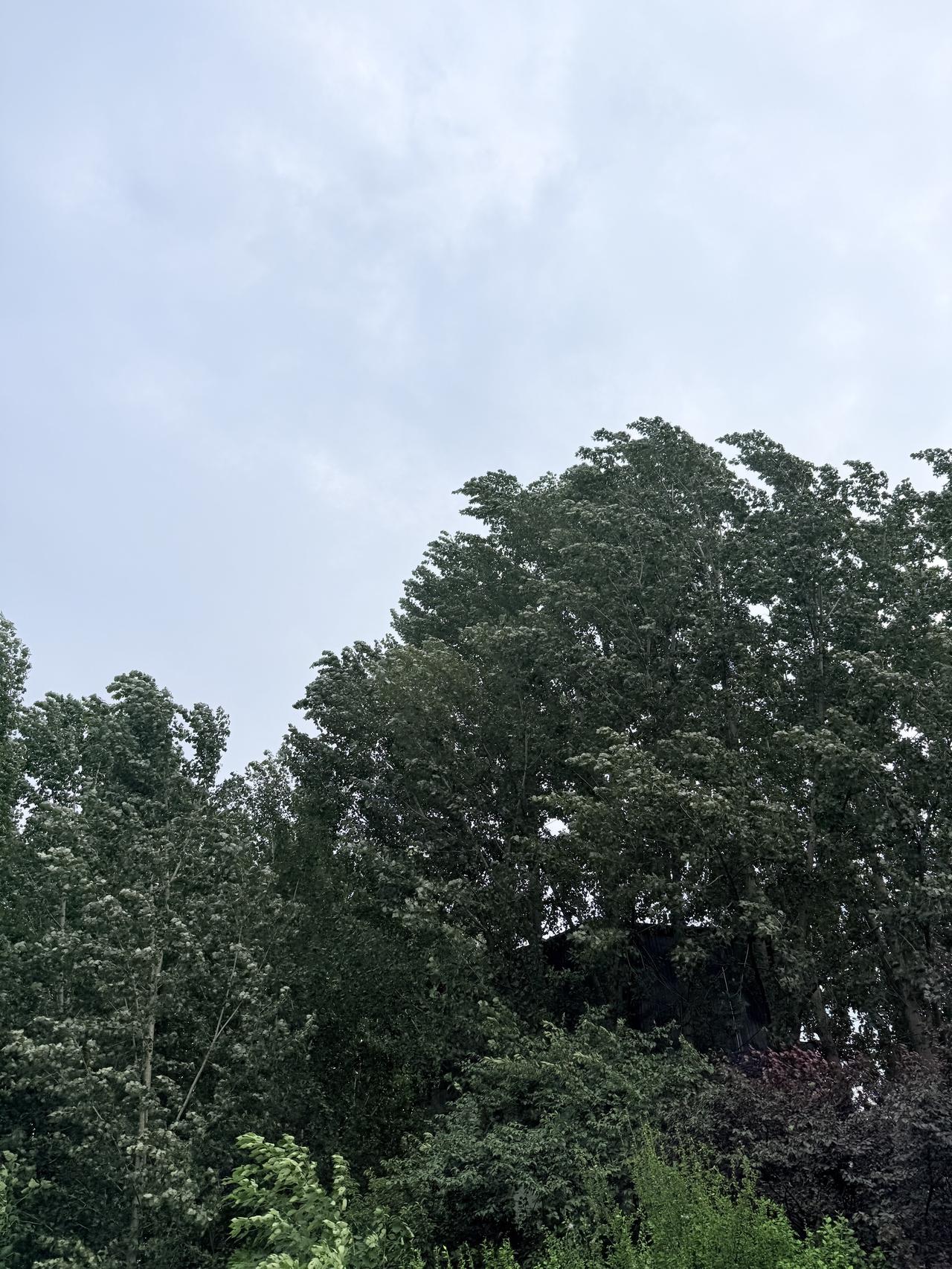 非洲风云之我给叛军当军师