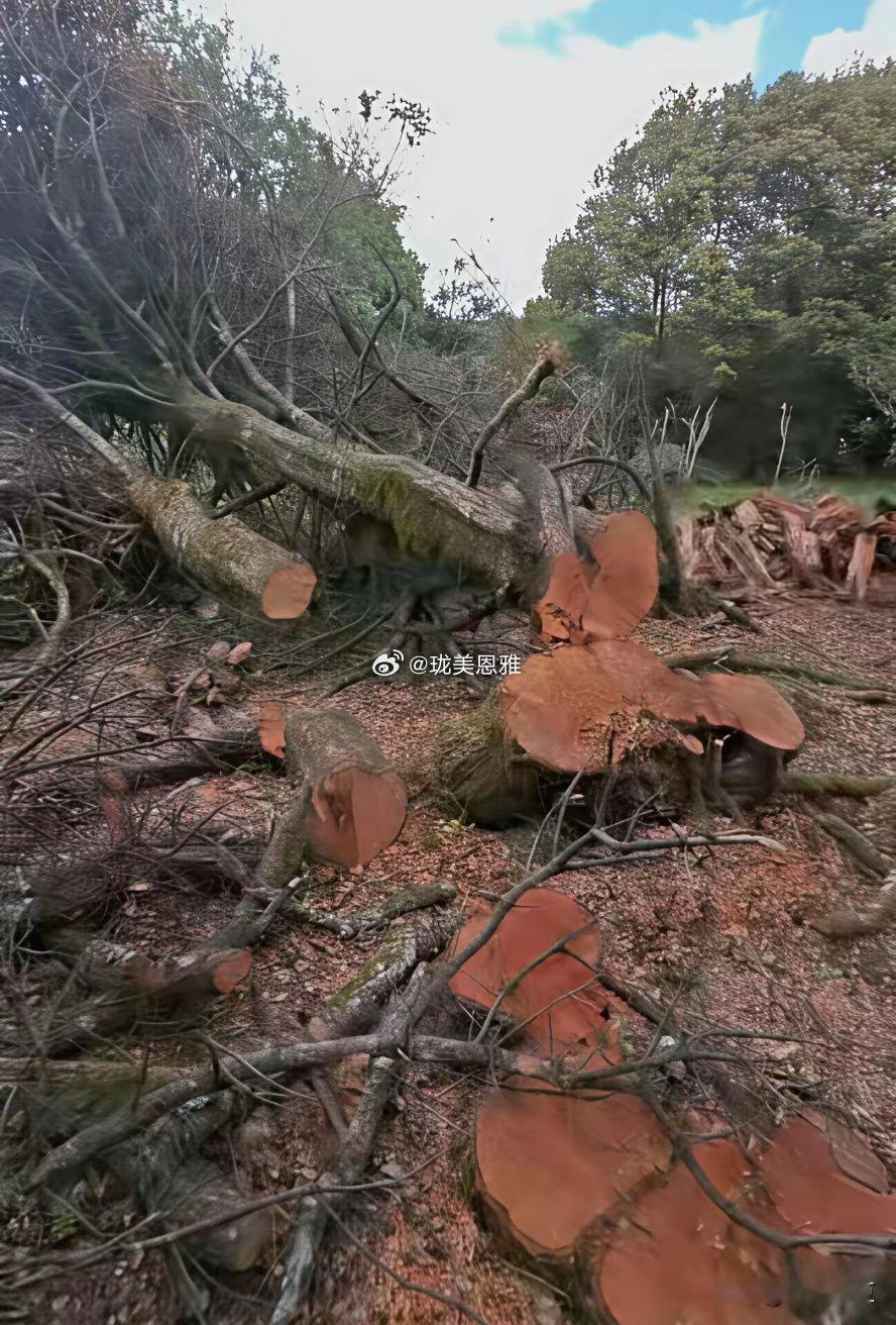 云南马耳山原始森林盗割树瘤，这几天被爆出来 