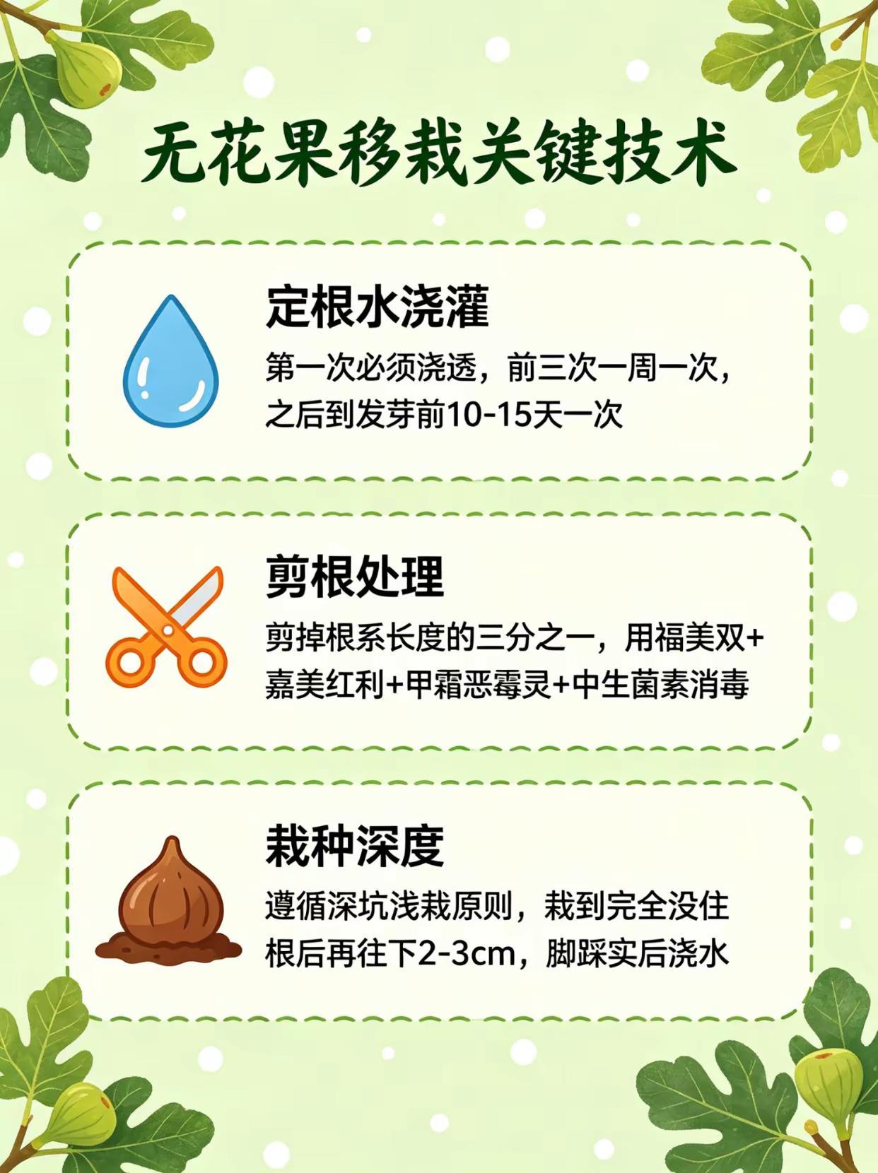 无花果移栽关键技术。无花果种植