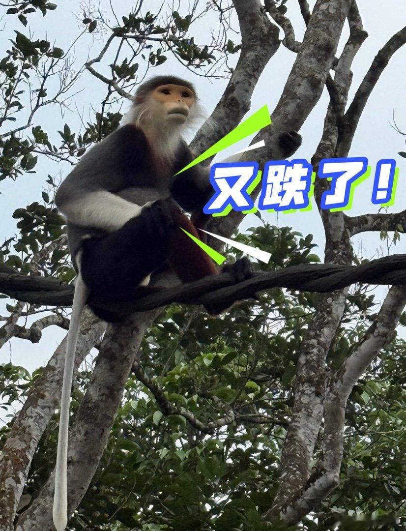 我拍的猴子