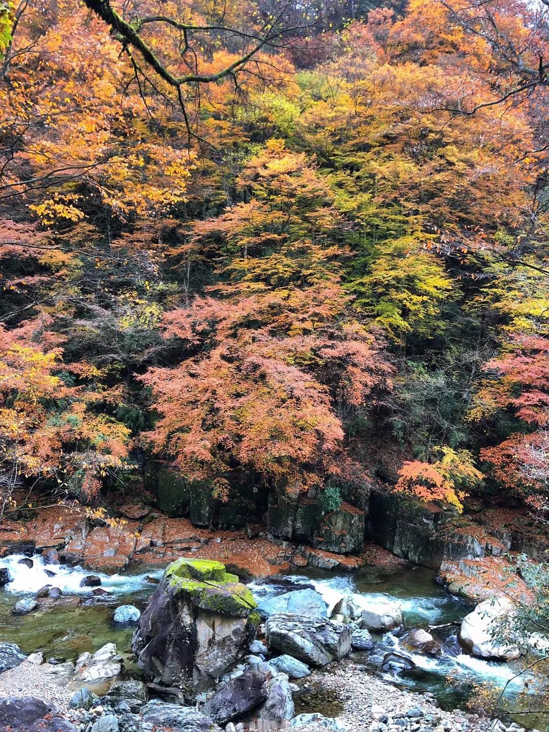 现在去哪里赏秋呢？
去光雾山吧。这里被誉为中国红叶第一山。光雾山很大，有三个主要