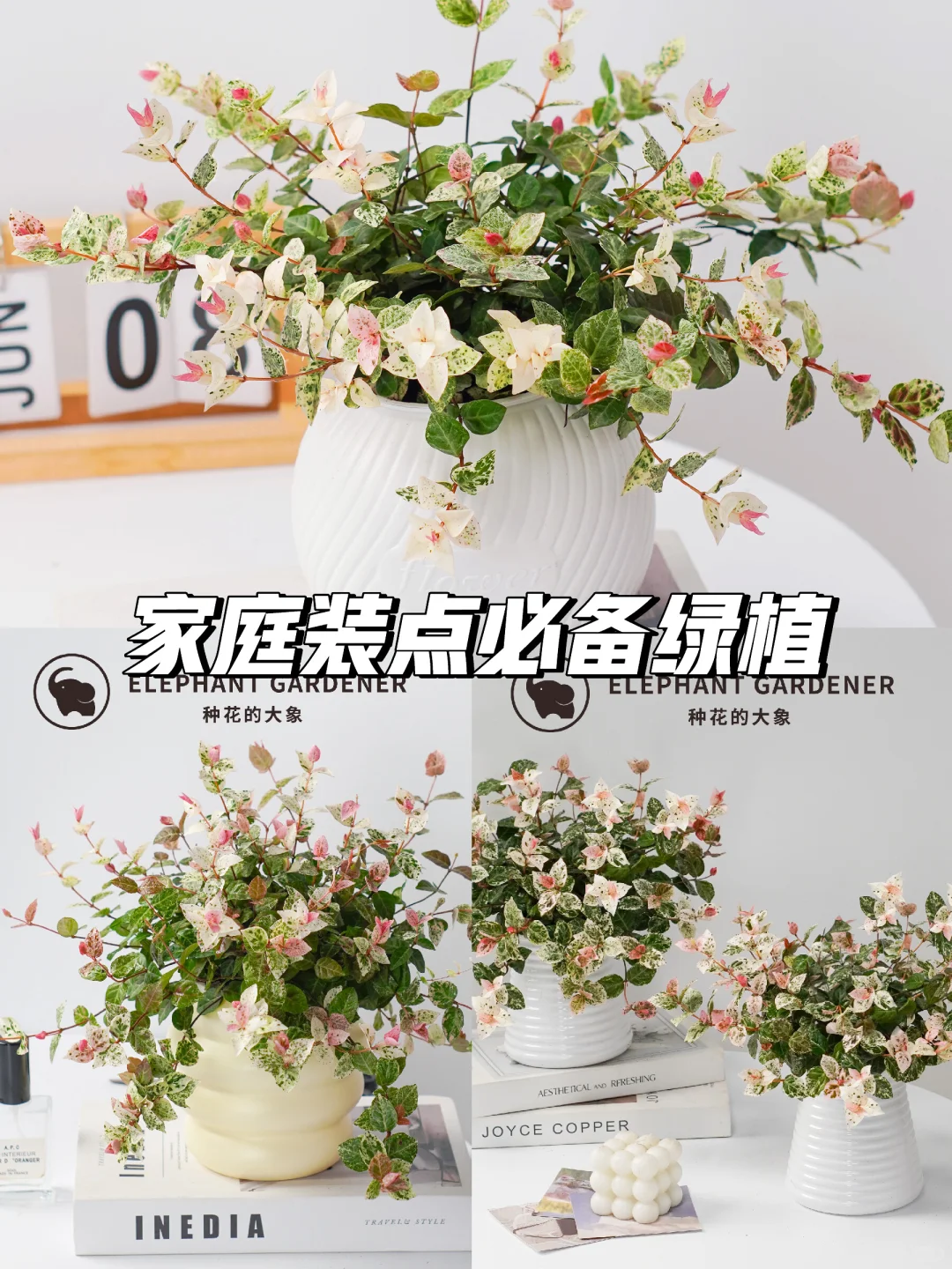 🌈四季花开，花叶络石美盆栽🌿