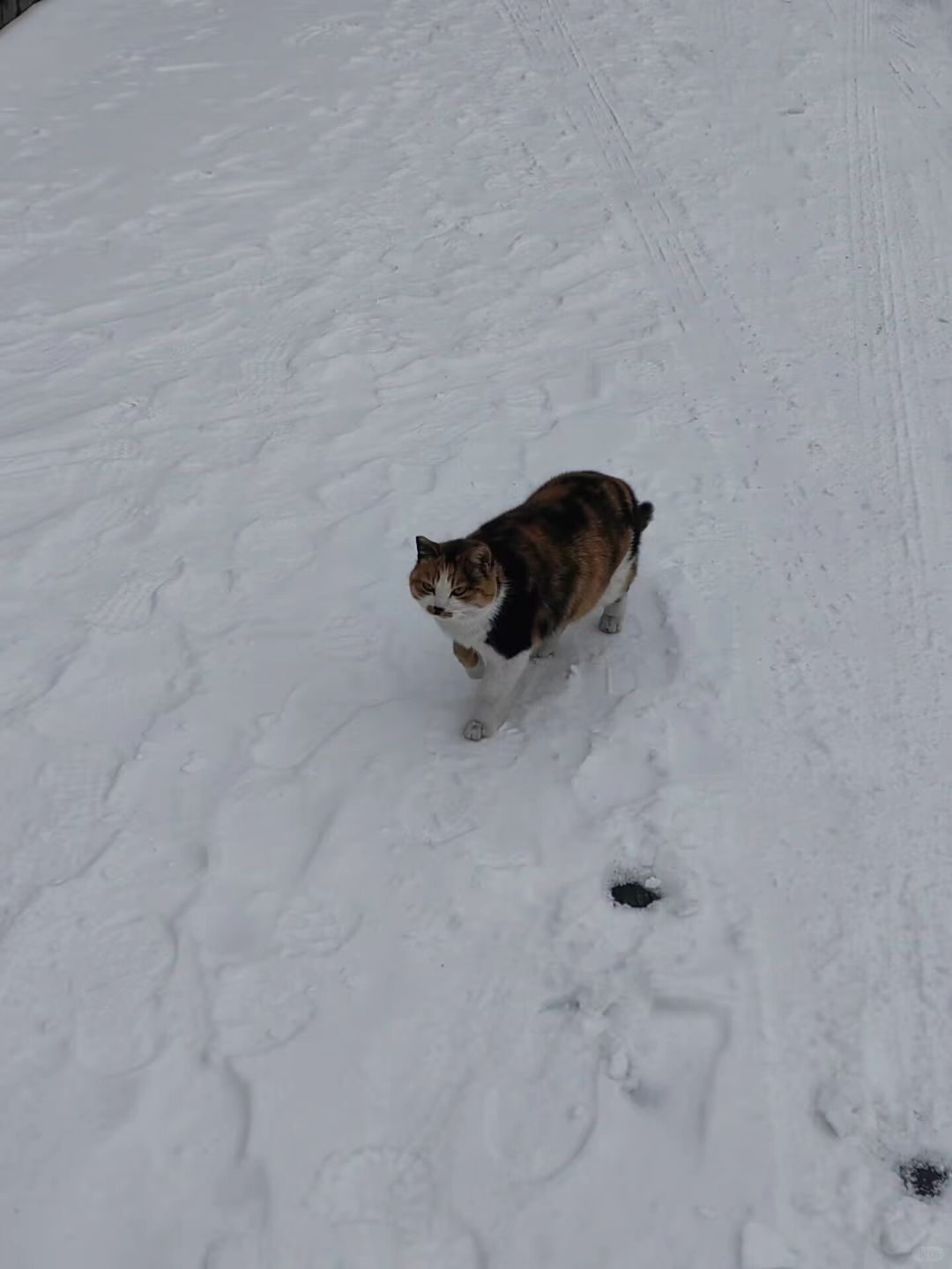 又双叒叕下雪了