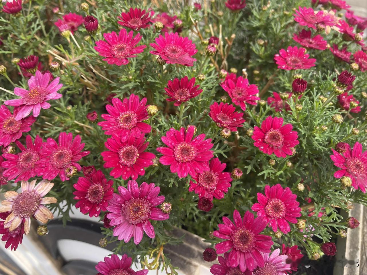 分享一张你拍的花，什么花都行