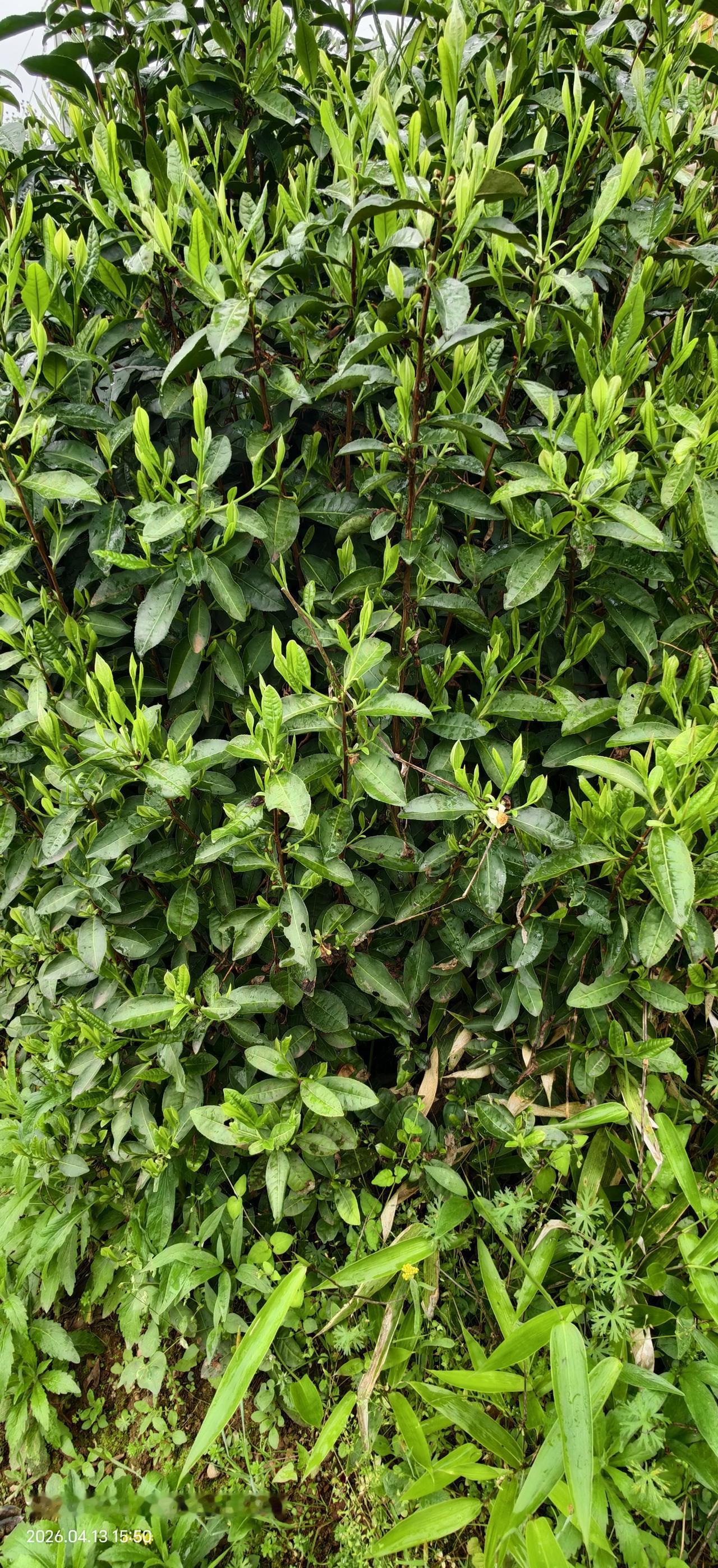 在黄山太平湖旅游，除了看山看水，更大的乐趣还是在那里休闲娱乐。垂钓，采茶，挖笋，